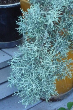 Blue Ice Arizona Cypress - 3 Gallon Pot 11 Blue Ice Arizona Cypress - 3 Gallon Pot -Wilson Bros Gardens Cypress Blue Ice 10
