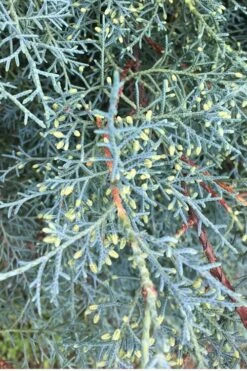 Carolina Sapphire Arizona Cypress - 3 Gallon Pot -Wilson Bros Gardens Cypress Carolina Sapphire 23 2