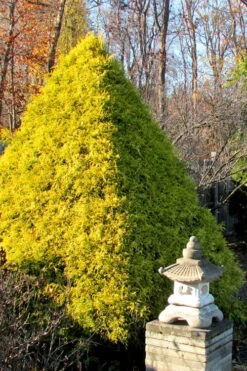 Gold Mop Threadleaf Cypress - 1 Gallon Pot -Wilson Bros Gardens Cypress Gold Mop 20 2