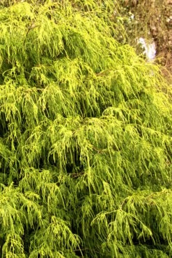 Gold Mop Threadleaf Cypress - 1 Gallon Pot -Wilson Bros Gardens Cypress Gold Mop 21 2