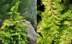Gold Tip Fernspray Hinoki Cypress - 1 Gallon Pot -Wilson Bros Gardens Cypress Gold Tip Fernspray 2
