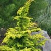 Gold Tip Fernspray Hinoki Cypress - 5 Gallon Pot