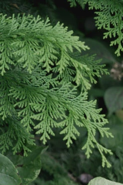 Southern Lace Hinoki Cypress - 1 Gallon Pot -Wilson Bros Gardens Cypress Hinoki Southern Lace 13 1