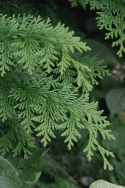 Southern Lace Hinoki Cypress - 6 Pack Of 1 Gallon Pots -Wilson Bros Gardens Cypress Hinoki Southern Lace 13