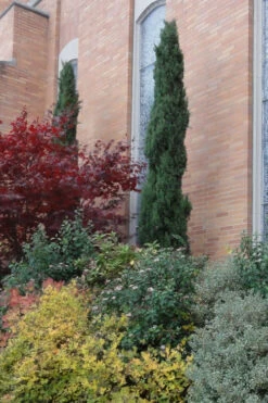 Italian Cypress - 7 Gallon Pot (3-4') 10 Italian Cypress - 7 Gallon Pot (3-4') -Wilson Bros Gardens Cypress Italian 10