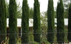 Italian Cypress - 3 Gallon Pot -Wilson Bros Gardens Cypress Italian 3 1