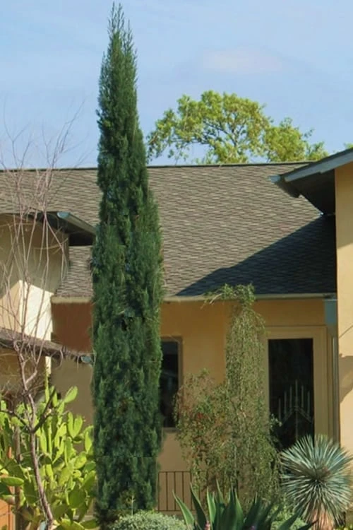 Italian Cypress - 2.5 Quart Pot 1 Italian Cypress - 2.5 Quart Pot