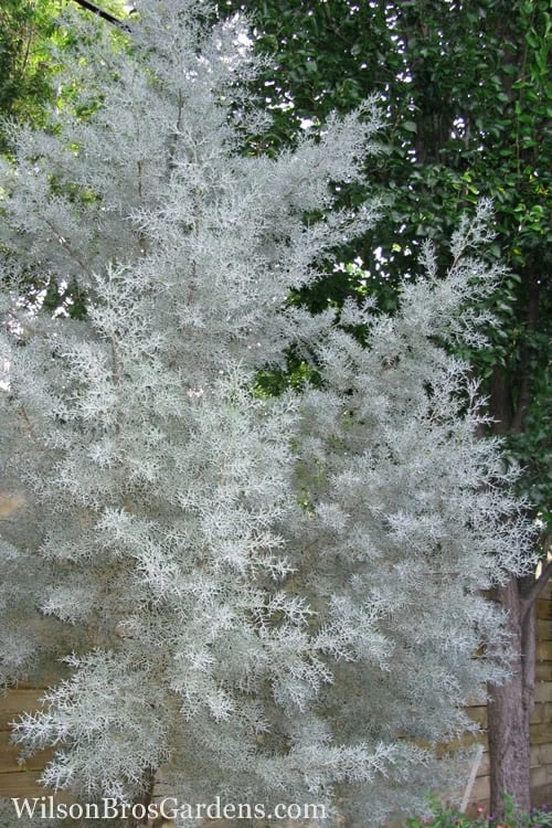 Silver Smoke Arizona Cypress - 1 Gallon Pot 1 Silver Smoke Arizona Cypress - 1 Gallon Pot