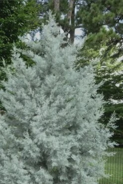 Silver Smoke Arizona Cypress - 1 Gallon Pot 9 Silver Smoke Arizona Cypress - 1 Gallon Pot -Wilson Bros Gardens Cypress Silver Smoke 20 1