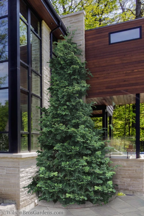 Slender Hinoki Cypress - 3 Gallon Pot (1.5-2') 1 Slender Hinoki Cypress - 3 Gallon Pot (1.5-2')
