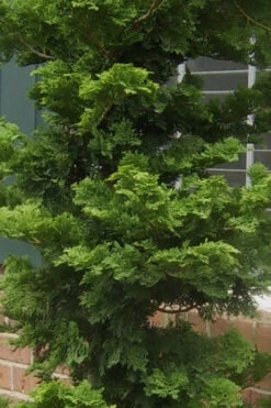 Slender Hinoki Cypress - 3 Gallon Pot (3-4') -Wilson Bros Gardens Cypress Slender Hinoki 19 1