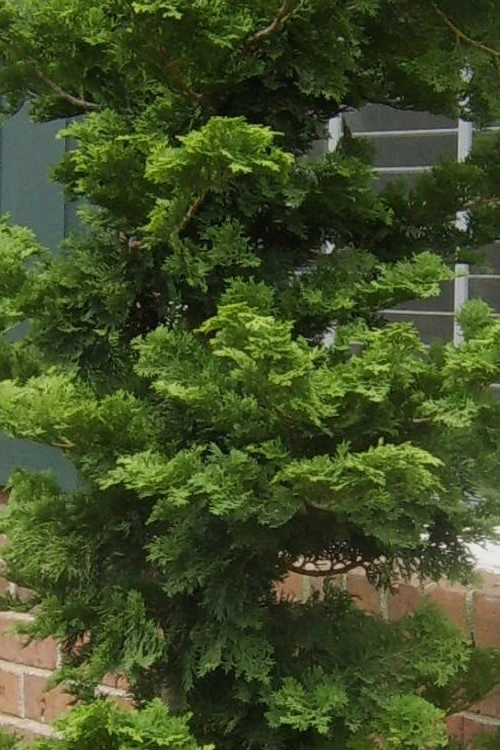 Slender Hinoki Cypress - 3 Gallon Pot (1.5-2') 4 Slender Hinoki Cypress - 3 Gallon Pot (1.5-2') - Image 4
