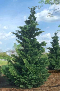 Slender Hinoki Cypress - 3 Gallon Pot (3-4') -Wilson Bros Gardens Cypress Slender Hinoki Rev 500x750 2