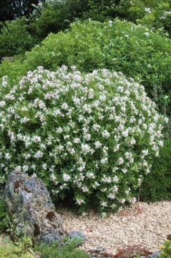 Eternal Fragrance Pink Summer Daphne - Daphne X Transatlantica 'BLAFRA' - 3 Gallon Pot 9 Eternal Fragrance Pink Summer Daphne - Daphne X Transatlantica 'BLAFRA' - 3 Gallon Pot -Wilson Bros Gardens Daphne Eternal Fragrance 5