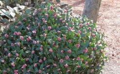 Greenleaf Pink Winter Daphne - 3 Gallon Pot -Wilson Bros Gardens Daphne Odora Rosea Pink Winter Daphne 50