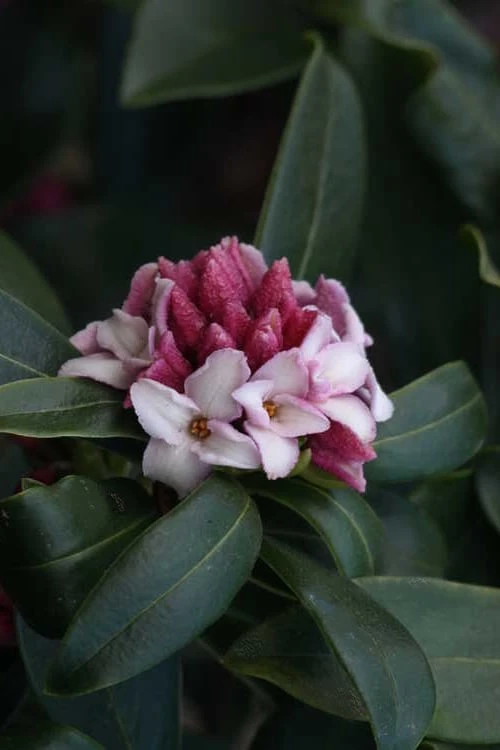 Zuiko Nishiki Winter Daphne Odora - 1 Gallon Pot 5 Zuiko Nishiki Winter Daphne Odora - 1 Gallon Pot - Image 5