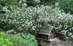 Summer Ice Daphne - 1 Gallon Pot -Wilson Bros Gardens Daphne Summer Ice 4