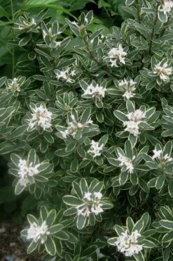 Summer Ice Daphne - 1 Gallon Pot -Wilson Bros Gardens Daphne Summer Ice 6