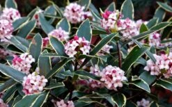Variegated Pink Winter Daphne - 3 Gallon Pot -Wilson Bros Gardens Daphne odora Aureo Marginata