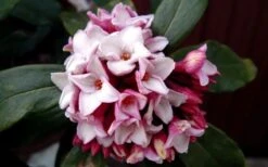 Greenleaf Pink Winter Daphne - 3 Gallon Pot -Wilson Bros Gardens DaphneGreenleafPink