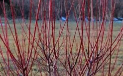 Flamingo Dappled Willow (Shrub Form) - 1 Gallon Pot -Wilson Bros Gardens Dappled Willow Tree Stems 2