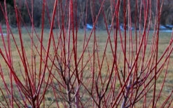 Flamingo Dappled Willow (Shrub Form) - 3 Gallon Pot -Wilson Bros Gardens Dappled Willow Tree Stems 3