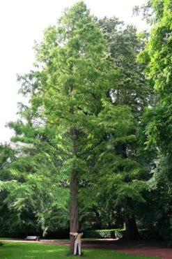 Dawn Redwood Tree (Metasequoia Glyptostroboides) - 1 Gallon Pot 17 Dawn Redwood Tree (Metasequoia Glyptostroboides) - 1 Gallon Pot -Wilson Bros Gardens Dawn Redwood 1 2