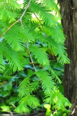 Dawn Redwood Tree (Metasequoia Glyptostroboides) - 3 Gallon Pot -Wilson Bros Gardens Dawn Redwood 2
