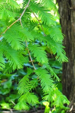 Dawn Redwood Tree (Metasequoia Glyptostroboides) - 3 Gallon Pot (2.5-3') 12 Dawn Redwood Tree (Metasequoia Glyptostroboides) - 3 Gallon Pot (2.5-3') -Wilson Bros Gardens Dawn Redwood 2 5