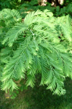 Dawn Redwood Tree - Metasequoia Glyptostroboides - 5 Gallon Pot (6.5-7') 15 Dawn Redwood Tree - Metasequoia Glyptostroboides - 5 Gallon Pot (6.5-7') -Wilson Bros Gardens Dawn Redwood 3 4