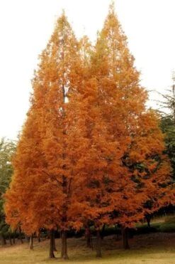 Dawn Redwood Tree (Metasequoia Glyptostroboides) - 3 Gallon Pot -Wilson Bros Gardens Dawn Redwood 4