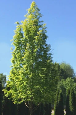 Dawn Redwood Tree - Metasequoia Glyptostroboides - 5 Gallon Pot (6.5-7') 16 Dawn Redwood Tree - Metasequoia Glyptostroboides - 5 Gallon Pot (6.5-7') -Wilson Bros Gardens Dawn Redwood 5 4