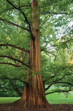 Dawn Redwood Tree (Metasequoia Glyptostroboides) - 3 Gallon Pot (4-5') -Wilson Bros Gardens Dawn Redwood 6 1