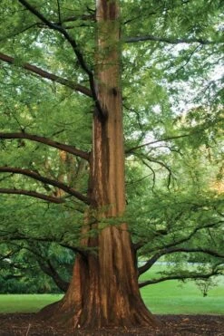 Dawn Redwood Tree (Metasequoia Glyptostroboides) - 3 Gallon Pot -Wilson Bros Gardens Dawn Redwood 6