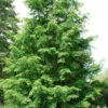 Dawn Redwood Tree - Metasequoia Glyptostroboides - 5 Gallon Pot (6.5-7')