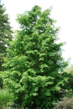 Dawn Redwood Tree - Metasequoia Glyptostroboides - 5 Gallon Pot (6.5-7')