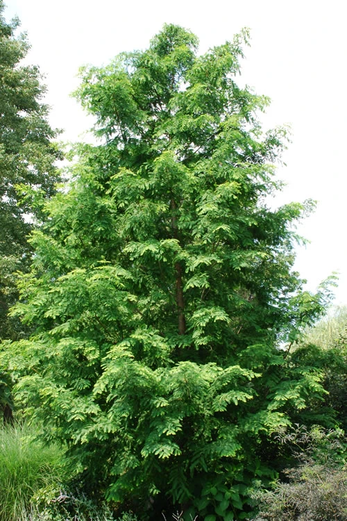 Dawn Redwood Tree - Metasequoia Glyptostroboides - 5 Gallon Pot (6.5-7') 1 Dawn Redwood Tree - Metasequoia Glyptostroboides - 5 Gallon Pot (6.5-7')