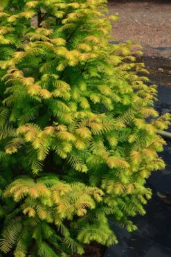 Amber Glow Dawn Redwood Tree (Metasequoia Glyptostroboides) - 7 Gallon Pot (4-5') -Wilson Bros Gardens Dawn Redwood Amber Glow 1 2
