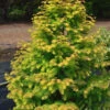 Amber Glow Dawn Redwood Tree - Metasequoia Glyptostroboides - 3 Gallon Pot