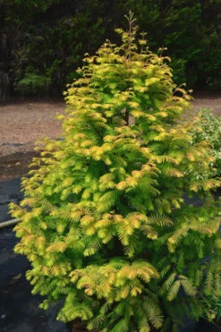 Amber Glow Dawn Redwood Tree - Metasequoia Glyptostroboides - 2 Gallon Pot