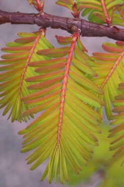 Amber Glow Dawn Redwood Tree (Metasequoia Glyptostroboides) - 7 Gallon Pot (4-5') -Wilson Bros Gardens Dawn Redwood Amber Glow 4 2