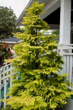 Amber Glow Dawn Redwood Tree - Metasequoia Glyptostroboides - 3 Gallon Pot -Wilson Bros Gardens Dawn Redwood Amber Glow 5 1