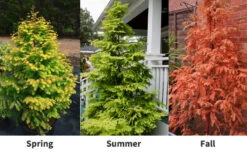 Amber Glow Dawn Redwood Tree (Metasequoia Glyptostroboides) - 7 Gallon Pot (4-5') -Wilson Bros Gardens Dawn Redwood Amber Glow 6 2