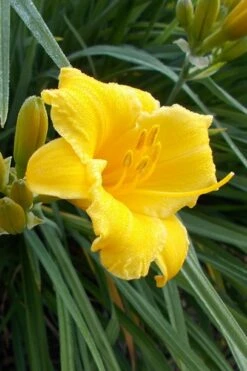 Evergreen Stella Daylily - 1 Gallon Pot 8 Evergreen Stella Daylily - 1 Gallon Pot -Wilson Bros Gardens Daylily Evergreen Stella 1