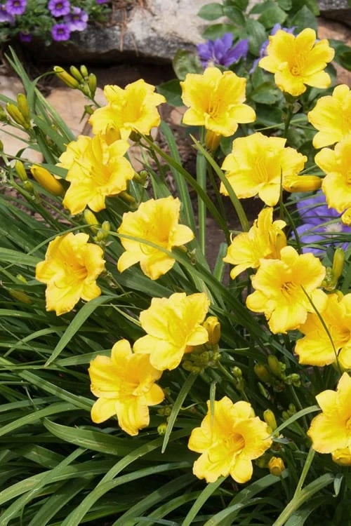 Evergreen Stella Daylily - 1 Gallon Pot 1 Evergreen Stella Daylily - 1 Gallon Pot