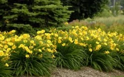 Evergreen Stella Daylily - 1 Gallon Pot 9 Evergreen Stella Daylily - 1 Gallon Pot -Wilson Bros Gardens Daylily Stella De Oro 26 1