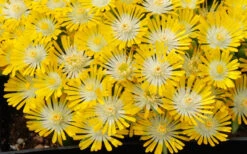 Banana Blast Yellow Ice Plant (Delosperma) - 5 Pack Of Quart Pots -Wilson Bros Gardens Delosperma Hot Cakes Banana Blast 3