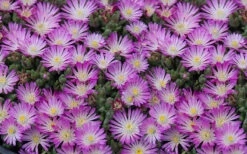 Fig Fusion Purple Ice Plant (Delosperma) - 5 Pack Of Pint Pots -Wilson Bros Gardens Delosperma Hot Cakes Fig Fusion 3