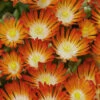 Pumpkin Perfection Orange Ice Plant (Delosperma) - 10 Pack Of Pint Pots