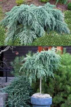Feelin Blue Deodar Cedar (Single Trunk Tree Form) - 1 Gallon Pot 7 Feelin Blue Deodar Cedar (Single Trunk Tree Form) - 1 Gallon Pot -Wilson Bros Gardens Deodar Cedar Feelin Blue 500x750 1